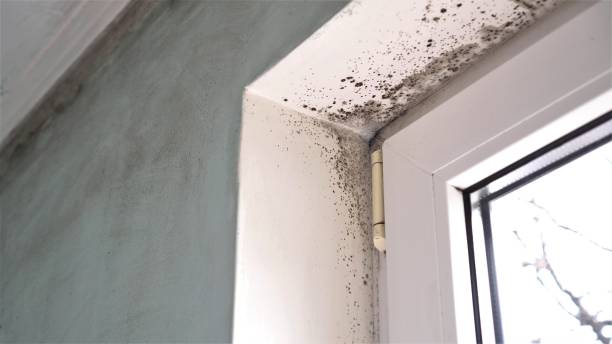 Seven Points, TX Mold Inspection, Removal & Remediation Company